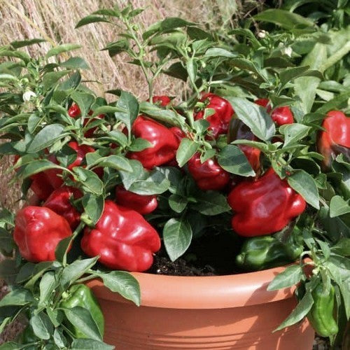 Redskin F1 Sweet Pepper