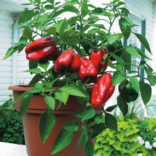 Redskin F1 Sweet Pepper