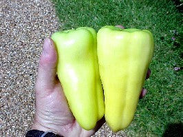 Paprika 'super Sweet Banana' F1 / 'Gypsy Banana' F1 / 'Banan'
