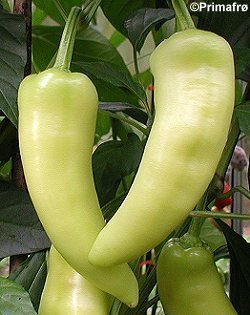 Paprika 'super Sweet Banana' F1 / 'Gypsy Banana' F1 / 'Banan'