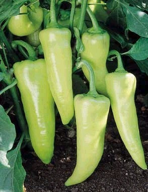 Paprika 'super Sweet Banana' F1 / 'Gypsy Banana' F1 / 'Banan'