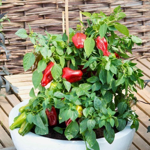 Bell Pepper 'Sweet Boneta' / 'Paragon'