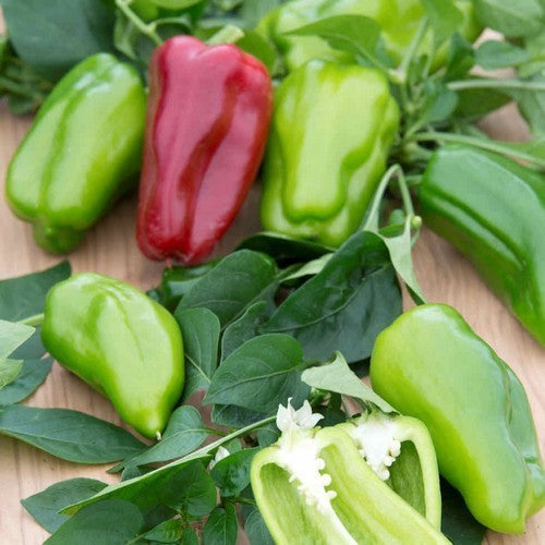 Bell Pepper 'Sweet Boneta' / 'Paragon'