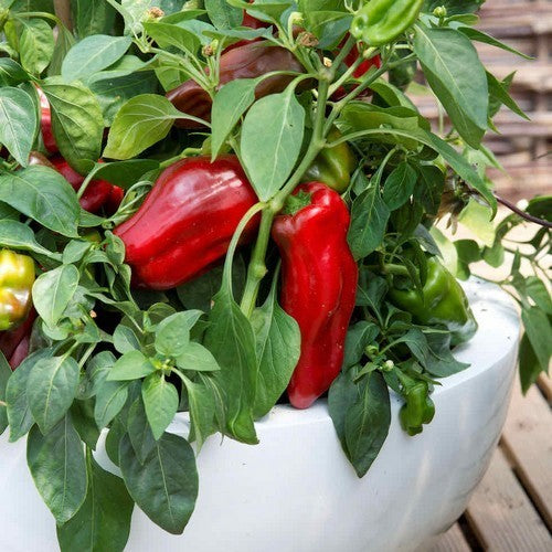 Bell Pepper 'Sweet Boneta' / 'Paragon'