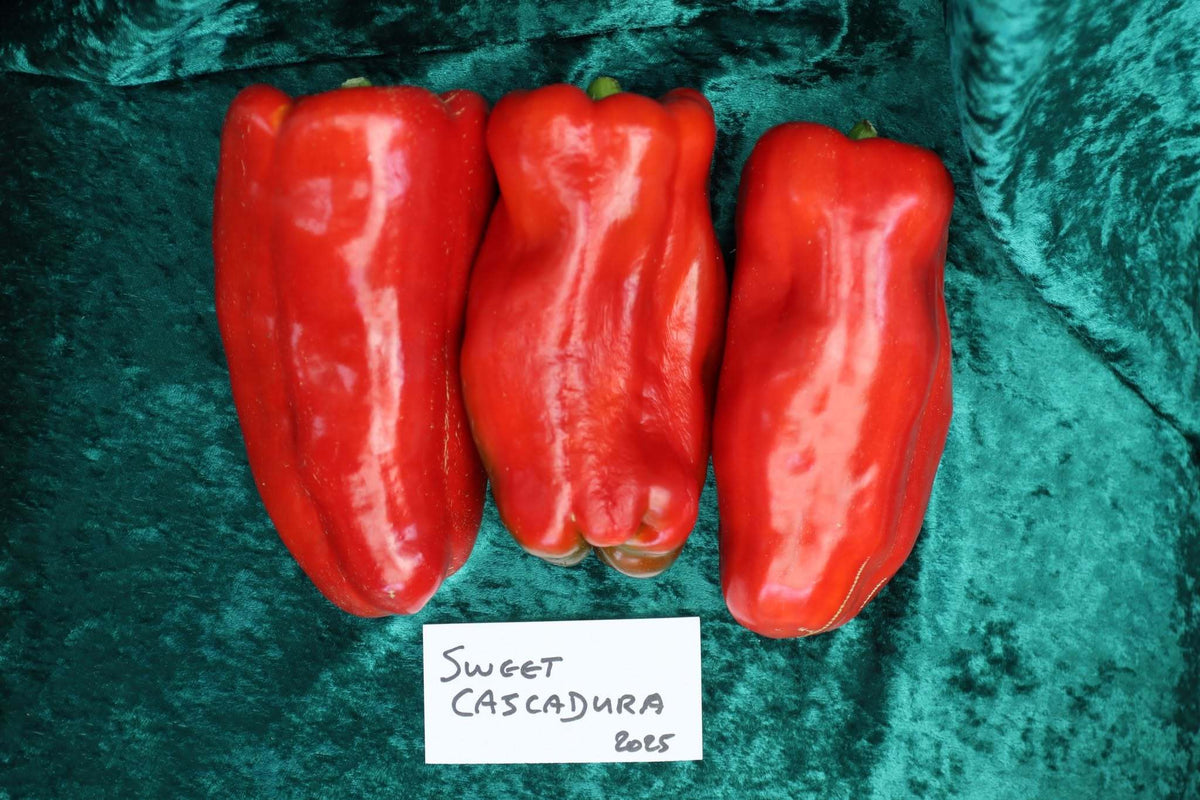 Paprika 'Sweet Cascadura'