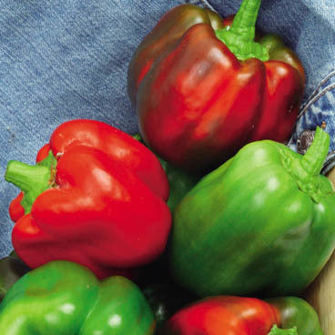 Bell Pepper 'Yolo Wonder' / 'California Wonder'