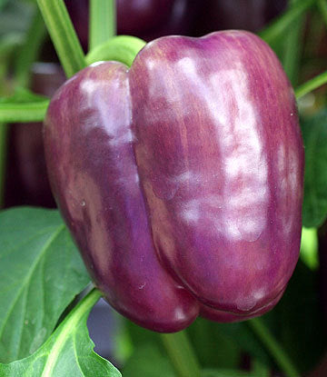 Pepper 'Tequila' F1