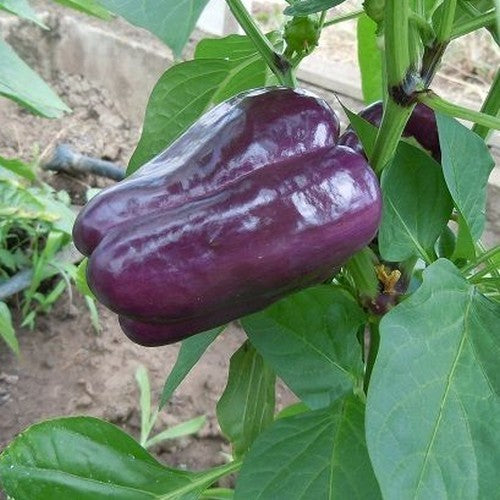Pepper 'Tequila' F1