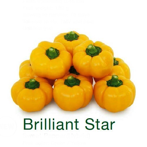 Tomato pepper 'Brilliant Star' F1