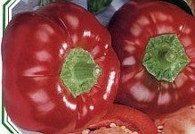 Tomaatpaprika 'Topepo Rosso' / 'Liebesapfel'
