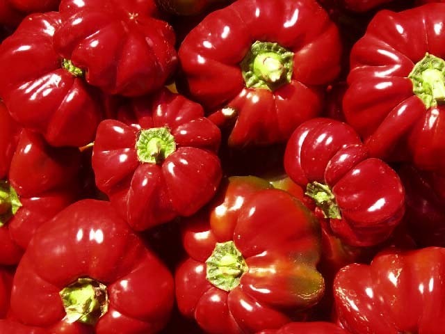 Tomaatpaprika 'Topepo Rosso' / 'Liebesapfel'
