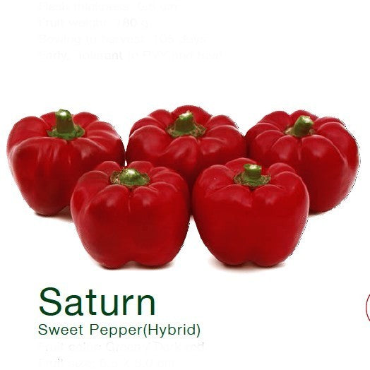 Tomaatpaprika 'saturn' F1