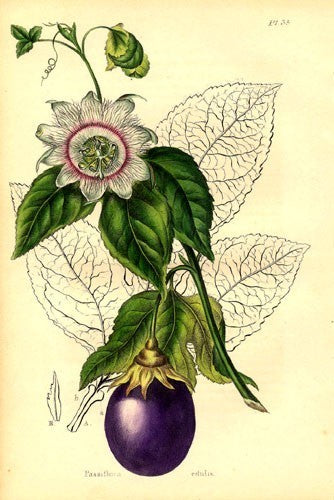 Passion fruit