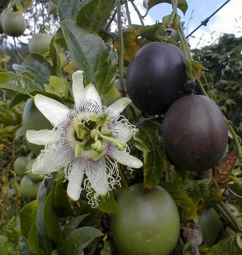 Passion fruit