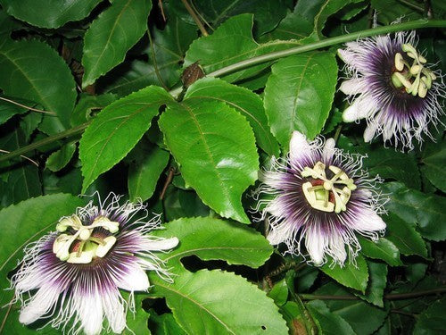 Passion fruit