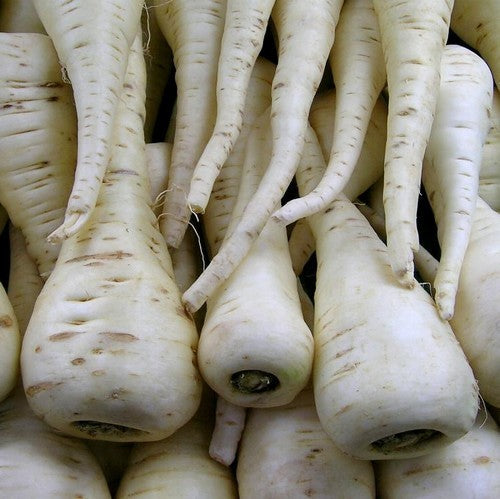 Parsnips 'Lange Witte Holkruin'