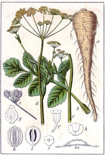Parsnips 'Lange Witte Holkruin'