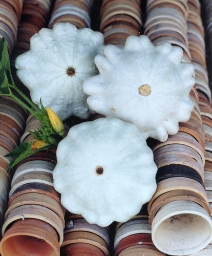 Patisson 'Custard White' / 'White Bush Scallop'