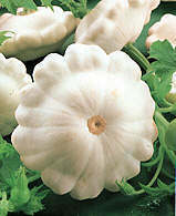 Patisson 'Custard White' / 'White Bush Scallop'