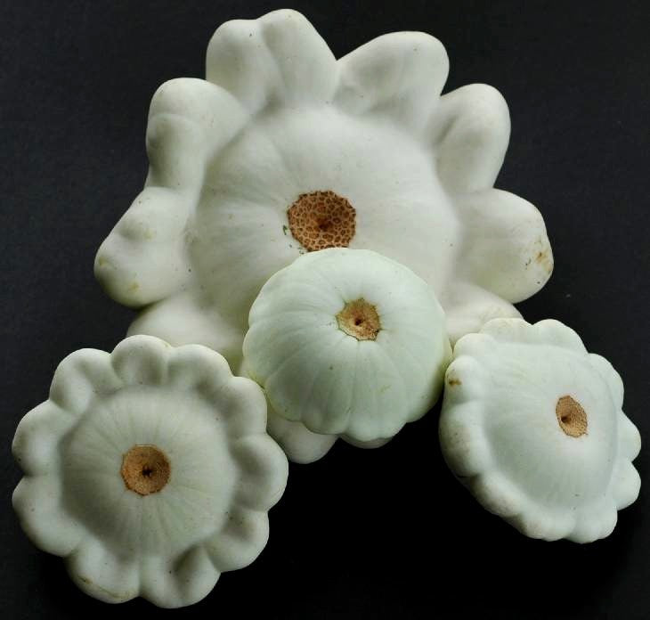 Patisson 'Custard White' / 'White Bush Scallop'