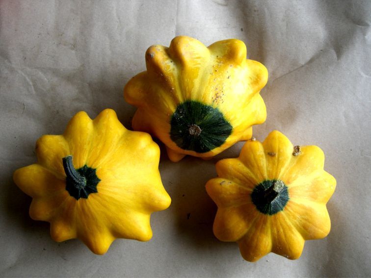 Pattypan 'Flying Saucer' F1 / 'Y-Star' F1
