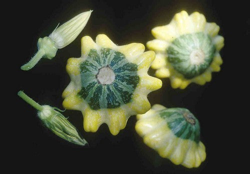 Pattypan 'Flying Saucer' F1 / 'Y-Star' F1