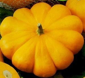 Pattypan Squash 'Golden Marbre' / 'Orange' / 'Pâtisson Orange'