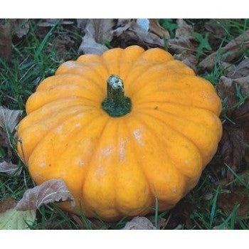 Pattypan Squash 'Golden Marbre' / 'Orange' / 'Pâtisson Orange'
