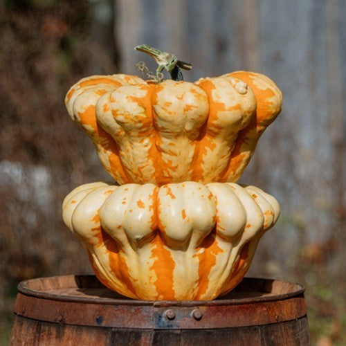 Patisson 'Mac n Cheese' F1