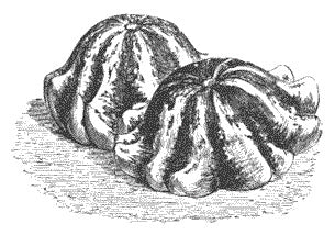 Patisson 'Yellow-Green Striped'