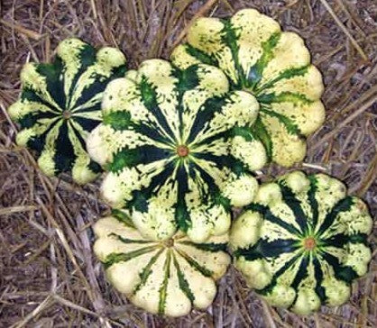 Patisson 'Yellow-Green Striped'