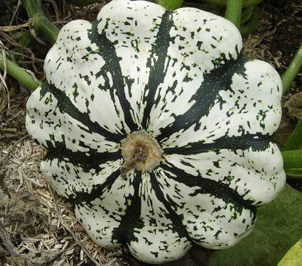 Patisson 'Panaché Vert-Blanc'