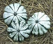 Patisson 'Panaché Vert-Blanc'