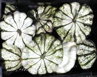 Patisson 'Panaché Vert-Blanc'