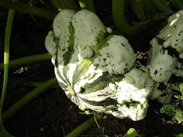 Patisson 'Panaché Vert-Blanc'