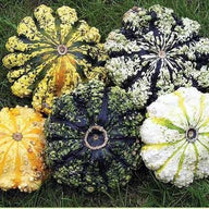 Patisson 'Panaché' / 'Strié Melangé' - 10 seeds