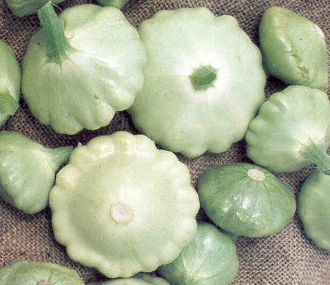Patisson 'Patty Green Tint' F1 / 'Peter Pan' F1 / 'Benning's