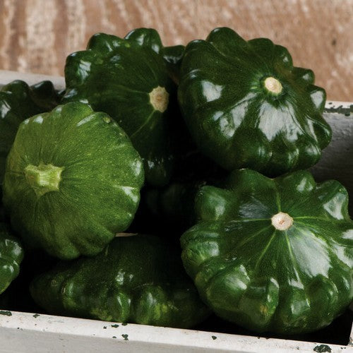 Scallop squash 'Starship' F1 / 'G-Star' F1