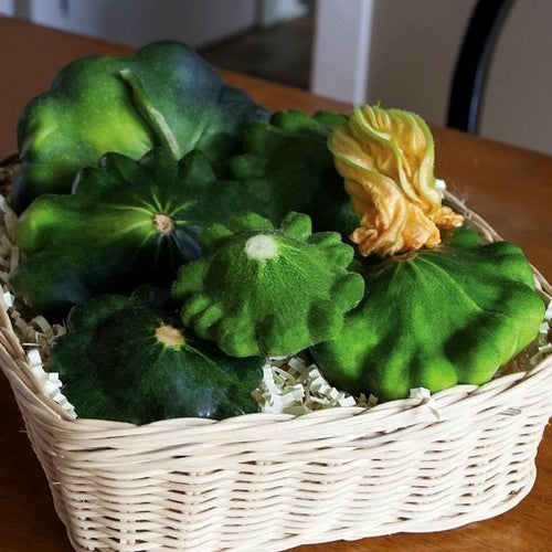 Scallop squash 'Starship' F1 / 'G-Star' F1