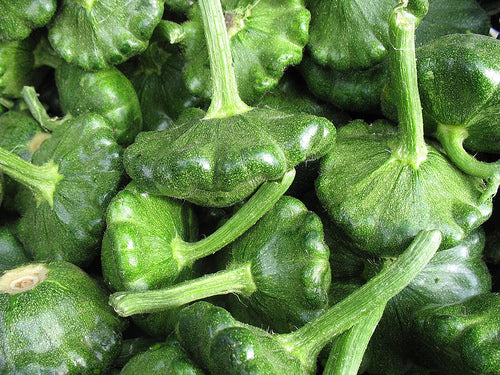 Scallop squash 'Starship' F1 / 'G-Star' F1
