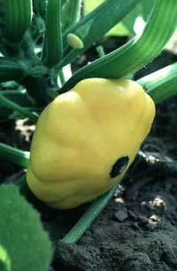 Patisson 'Sunburst' F1 / 'sunbeam' F1 / 'Golden Yellow' F1