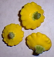 Patisson 'Sunburst' F1 / 'sunbeam' F1 / 'Golden Yellow' F1