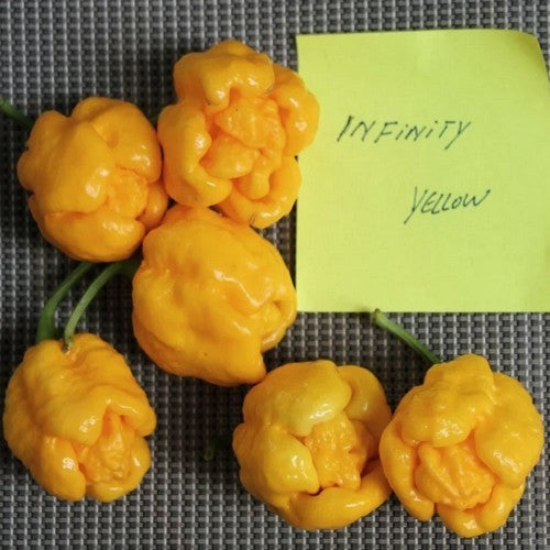 Pepper '7 Pot Infinity Yellow'
