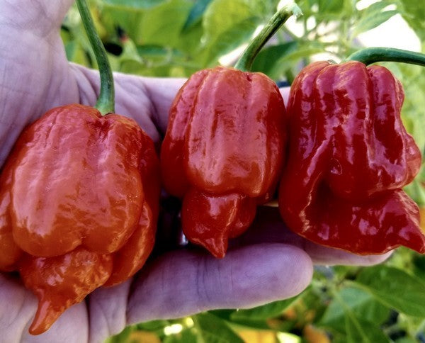 Peper '7 Pot Katie'