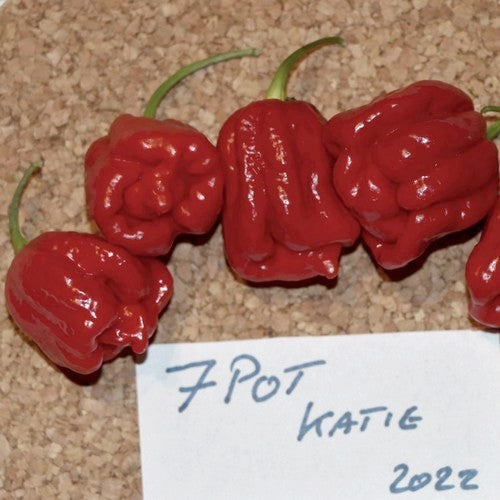 Peper '7 Pot Katie'