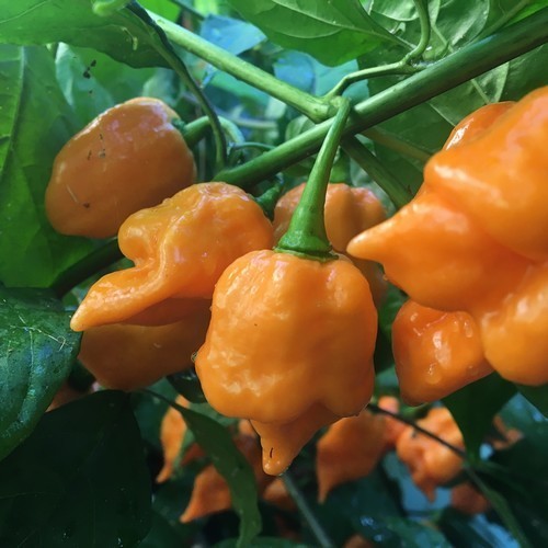 Peper '7 Pot Orange' X 'Trinidad Scorpion'