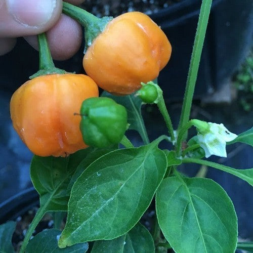 Pepper 'Aji Mango'