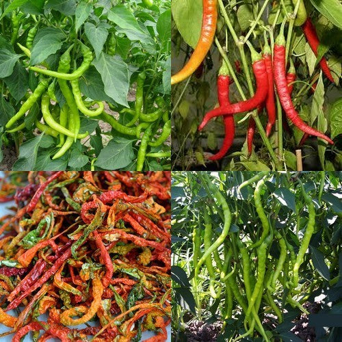Peper 'Aci Sivri'