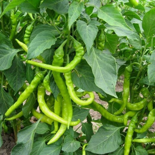 Peper 'Aci Sivri'