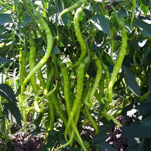 Peper 'Aci Sivri'
